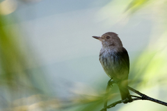 Muscicapa striata striata