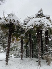 Trachycarpus fortunei