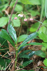 Chimaphila umbellata