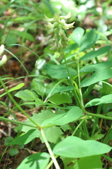 Astragalus glycyphyllos