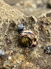 Nerita peloronta