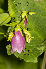 Campanula punctata