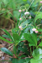 Chimaphila umbellata