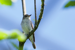 Muscicapa striata striata