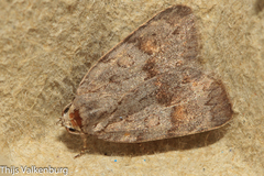 Bryonycta pineti