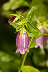 Campanula punctata