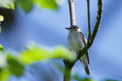 Muscicapa striata striata
