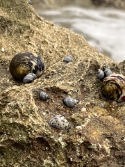 Nerita peloronta