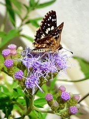 Burnsius orcynoides