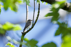 Muscicapa striata striata