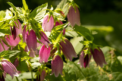 Campanula punctata