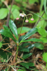 Chimaphila umbellata