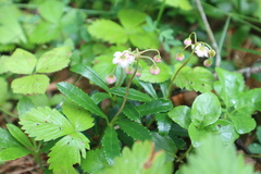 Chimaphila umbellata