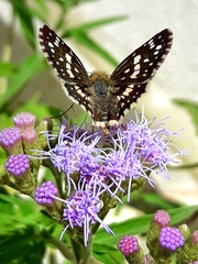 Burnsius orcynoides