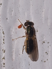 Parasitiformes