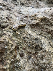 Nerita peloronta