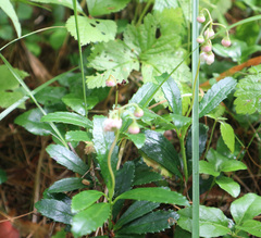 Chimaphila umbellata