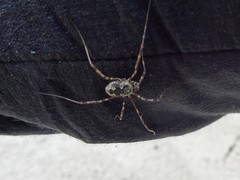 Mitopus glacialis