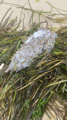 Chilomycterus schoepfii