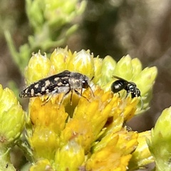 Acmaeodera bacchariphaga