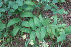 Polygonatum odoratum