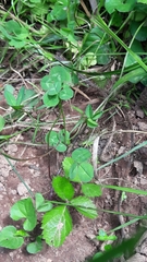 Pseudochorthippus parallelus