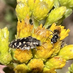 Acmaeodera bacchariphaga