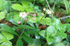Chimaphila umbellata