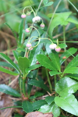Chimaphila umbellata