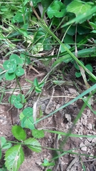 Pseudochorthippus parallelus