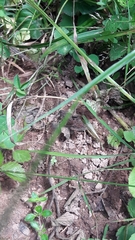 Pseudochorthippus parallelus