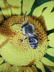 Colletes