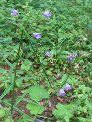 Campanula persicifolia