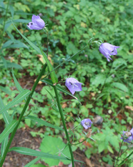 Campanula persicifolia