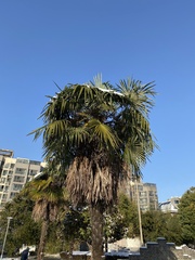 Trachycarpus fortunei