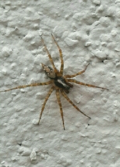Textrix denticulata
