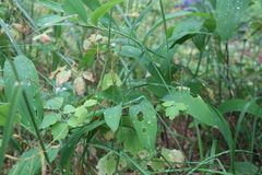 Polygonatum odoratum