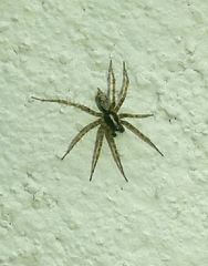 Textrix denticulata