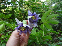 Passiflora serratodigitata