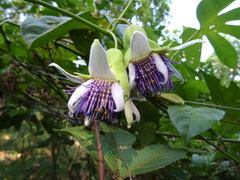Passiflora serratodigitata