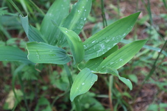 Polygonatum odoratum