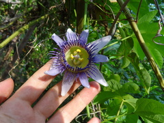 Passiflora serratodigitata