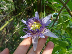 Passiflora serratodigitata