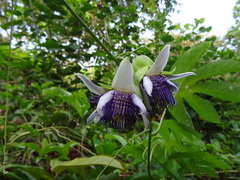 Passiflora serratodigitata