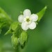 Virginia Stickseed - Photo (c) mamiles, some rights reserved (CC BY-NC-ND), uploaded by mamiles