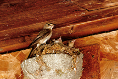 Muscicapa striata striata