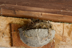 Muscicapa striata striata