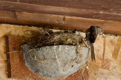 Muscicapa striata striata
