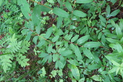 Lonicera caerulea