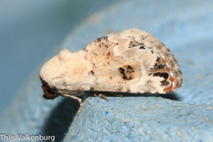 Coccidiphaga scitula